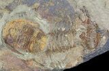 Colorful, Ordovician Euloma Trilobite - Zagora, Morocco #55148-2